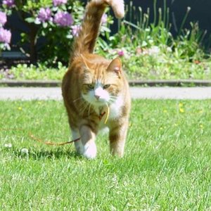 110606 Musashi geht Spazieren (2)