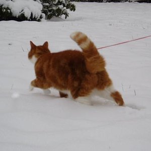 080207 Musashi im Schnee (2) [600x400]