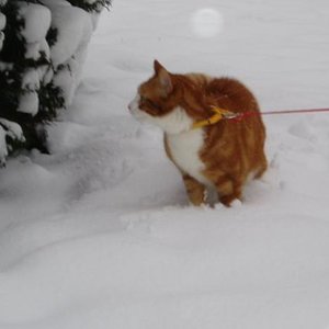 080207 Musashi im Schnee (3) [600x450]