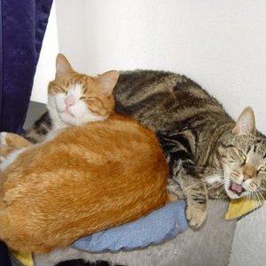 Ginger und Musashi...
....Hauptsache kuscheln!
180604