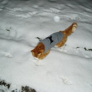 Musashi mit Pullover am 04.01.2010