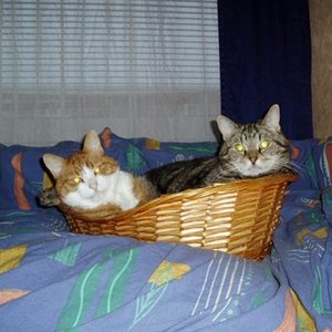 Musashi und Ginger im Korb am 11.01.2010