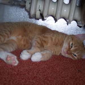 Jack entspannt unter der Heizung