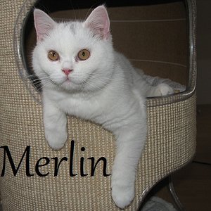 Merlin