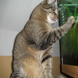 Unser Senior Spiky (Geb.dat.: 03/2003