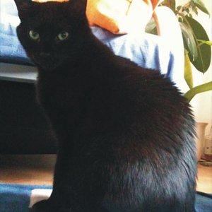 Bagheera1