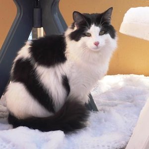 Falco und sein erster Schnee...prima!!!