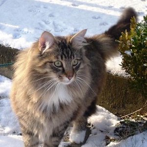 Na, was ist denn da im Schnee?