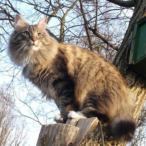 Pori auf seinem Lieblings-Aussichtsplatz