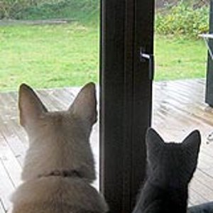 Warten auf Frauchens Rückkehr