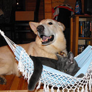 Die Hängematte, die Miss Marple zu Weihnachten bekommen hat, wird gleich ausprobiert.