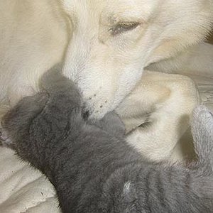 Krallen schärfen an Vater Karhu