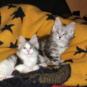 Lucky und  Moritz
knappe 10 Wochen alt