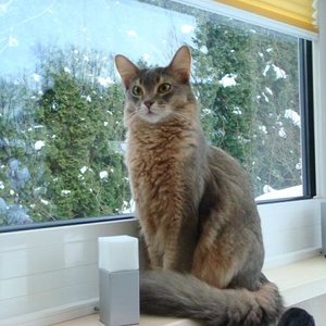 DSC07520 [800x600]
Calimero ( Cali) 2 J.
Somali blue