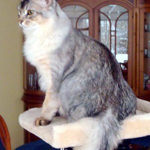 Watson 7Mon.
Somali black-silver