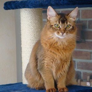 DSC07544 [800x600]
Xemba 7 Mon.
Somali ruddy