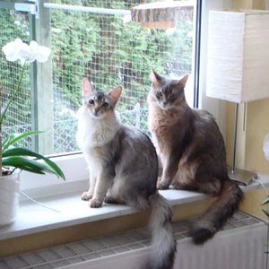 DSC07516 [800x600]
Cali und Watson