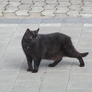 P8260004

Keller-Katze geb,14.04.92