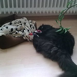 Sammy und das Baldriankissen