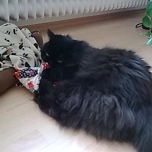 Sammy und das Baldriankissen