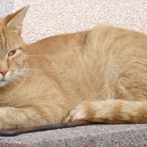 Hier seht ihr mich ein bissel näher, wie kann man so etwas süßes wie mich bloß aussetzten ???????