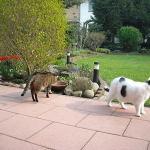 Osterkatzen Terrasse
