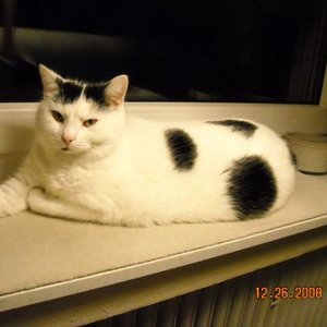 Maya abends Fensterbank