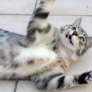 der kämpfer auf der Terasse