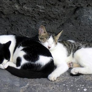 lieb hab! 
Katzen von Lanzarote