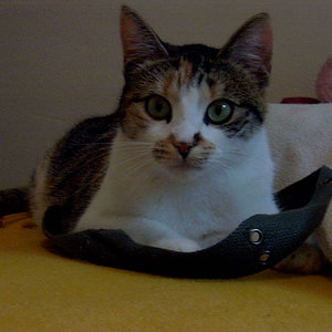 Meine grünäuige Schönheit :) Ich möchte sie auf keinen fall mehr missen