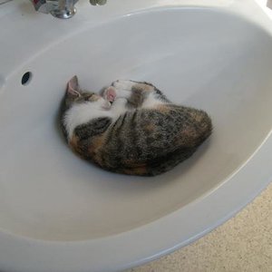 Kiba im Waschbecken, seelig am schlummern :)