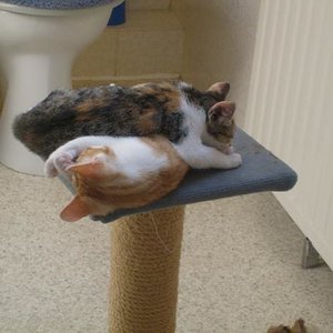 Kiba und Jaimie am ratzen, die beiden lieben sich :)