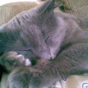 Was ist denn größer ... Kopf oder Pfote?