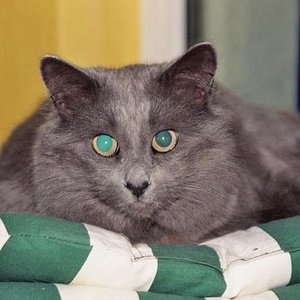 Was ist grüner .. die Augen oder die Kissen.