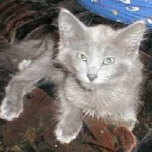 Jarvik mit 3 Monaten noch bei seinen alten Besitzern