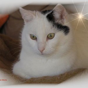 Unser sternekätzchen Momo 
2000 - 11.02.2010