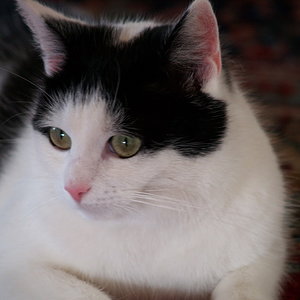 Polly unser Flummy
Geboren am 01.08.2003