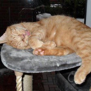 Lieblingsbeschäftigung - nach Fressen