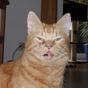 Ole - der Chef im Haus