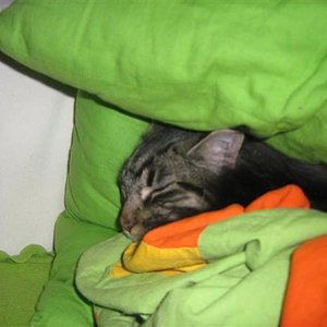 Nelly in Lieblingsschlafstellung im Kissen und Decken gewühl auf dem Sofa