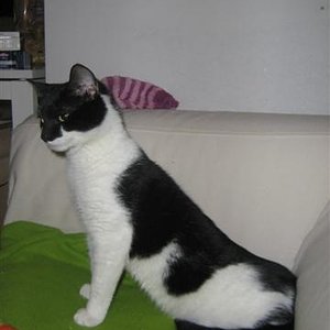 Lina ohne Hinterbeine