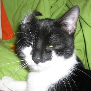 Lina ein echter EKH-Fold :D