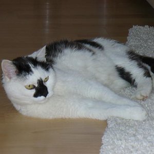 Mietzie im Herbst 09