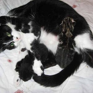 Mina mit den 2 Tage alten Babies vom 21.2.2010 (Blacky, Tiger und Maya)