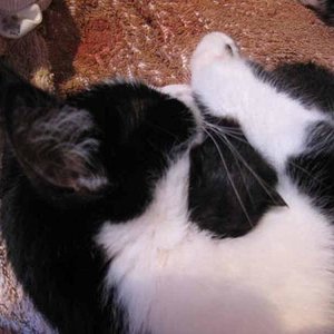 Schmusestunde mit Blacky