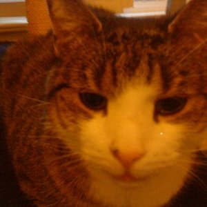 bin 11 jahre und der liebste kater der welt