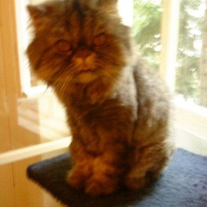 Meine Elfe :)))))))) namens Mikuschen
(Bild täuscht, Elfe Mikuschen hat 7 kg )
Ist halt fotogen :)