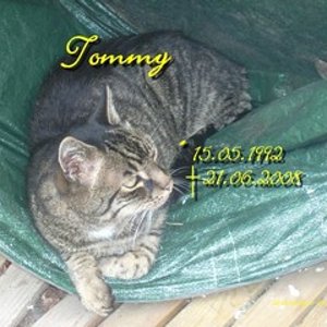 Tommy