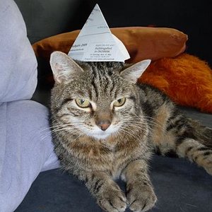 Elmo hilft malern...