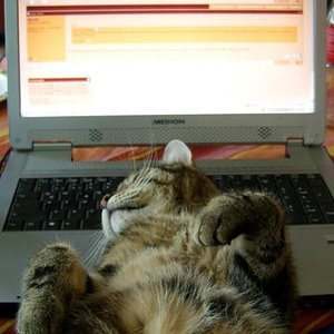 Katzenforum ist toll...